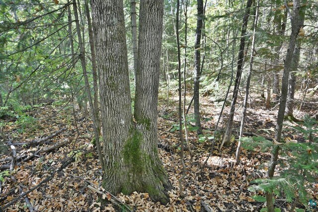 LOT1 County Highway C, Cornucopia, WI 54827
