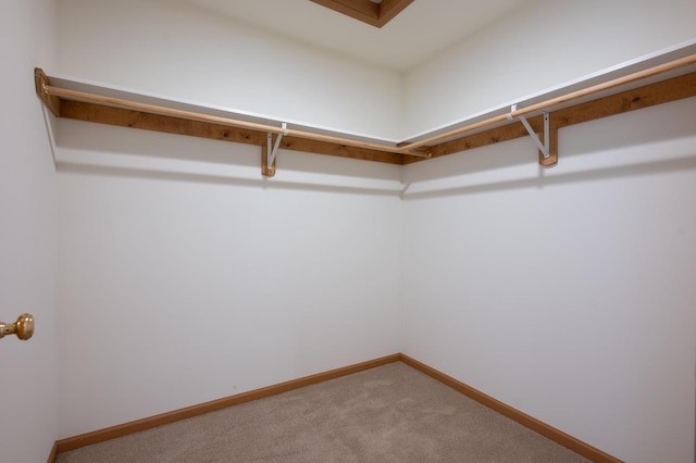 walk in closet featuring carpet floors