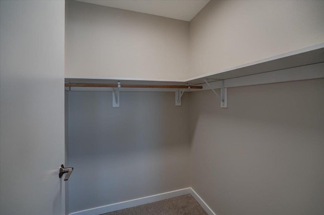 walk in closet featuring carpet flooring
