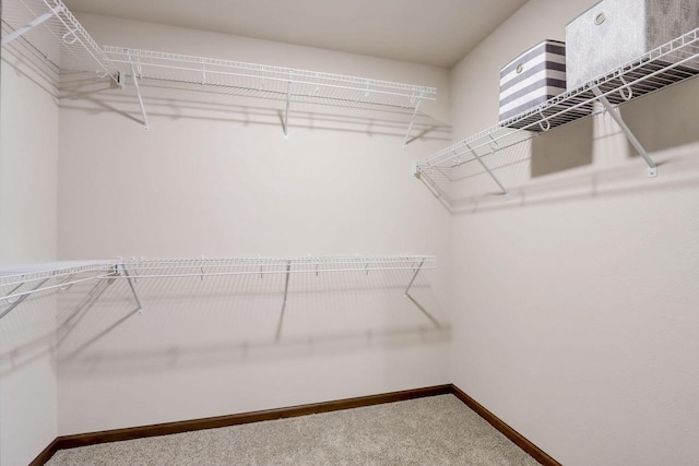 spacious closet featuring carpet floors