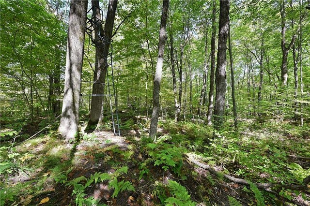 345 Old County D, Shell Lake, WI 54871 - view of landscape featuring a forest view