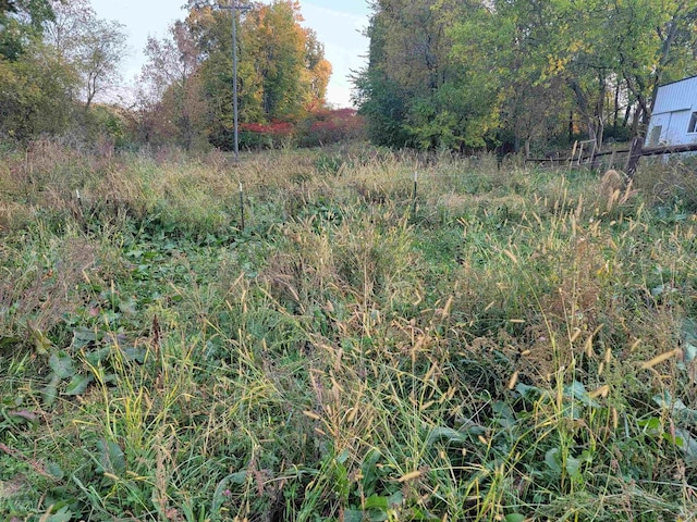 view of local wilderness