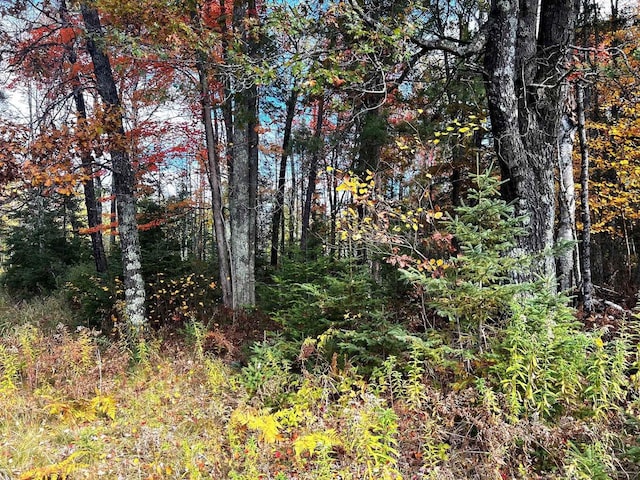 view of local wilderness