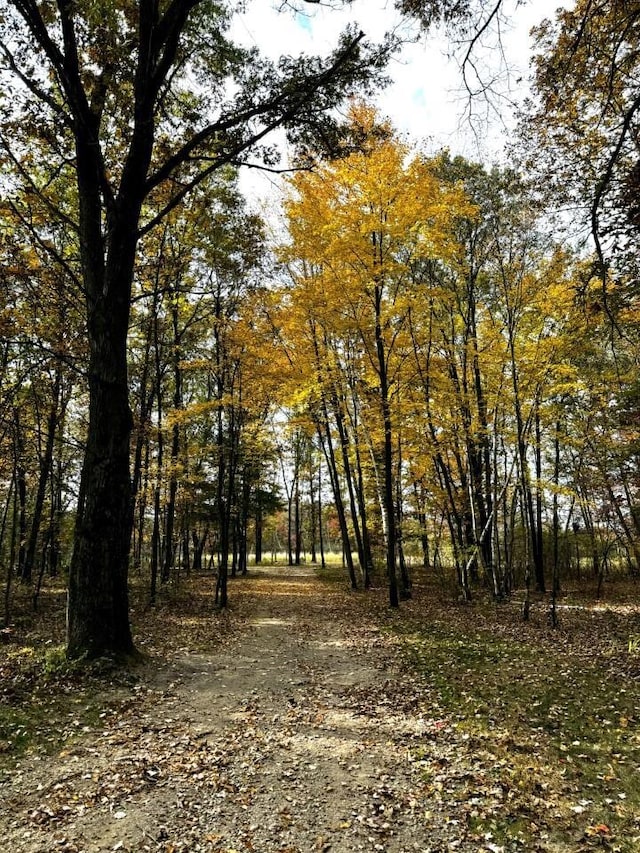 view of local wilderness