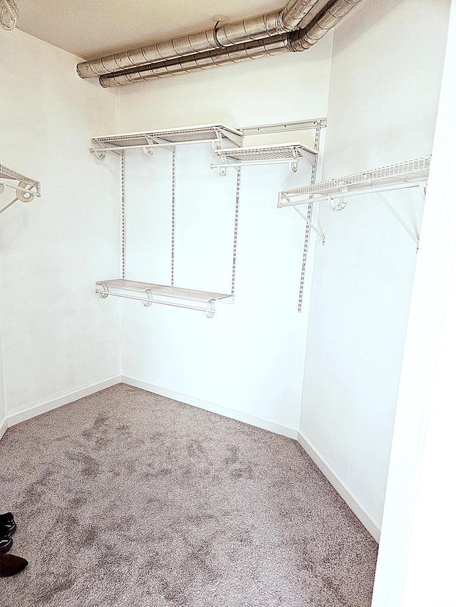 walk in closet featuring carpet