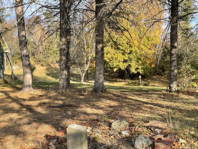 view of local wilderness