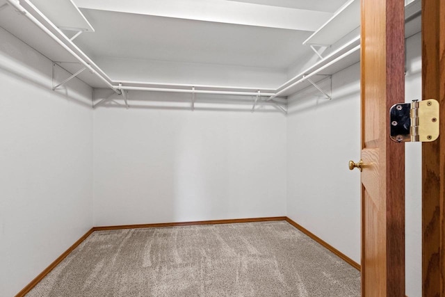 walk in closet with carpet floors