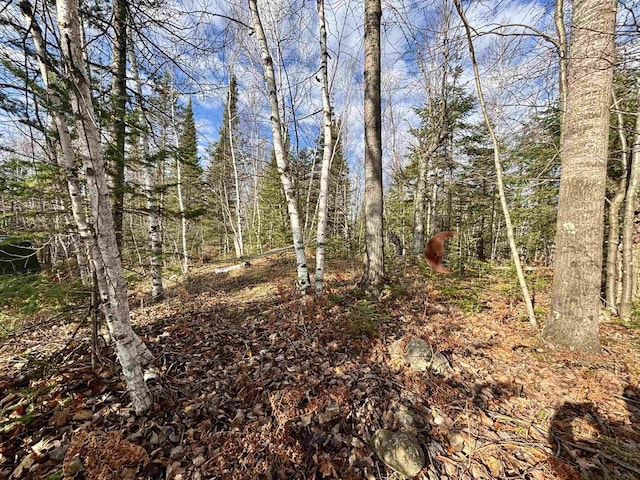 view of local wilderness