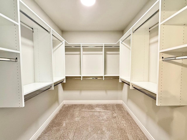 walk in closet with carpet flooring