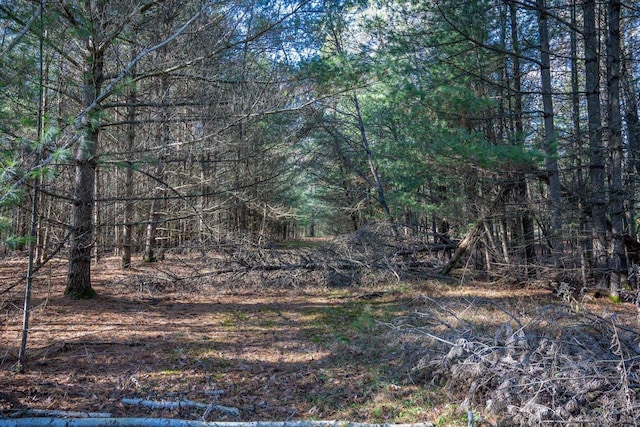 view of local wilderness