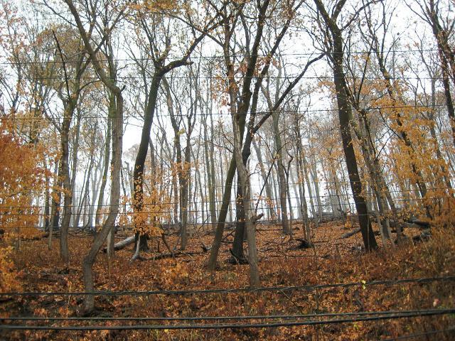 view of nature