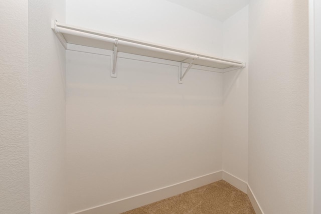 spacious closet featuring carpet