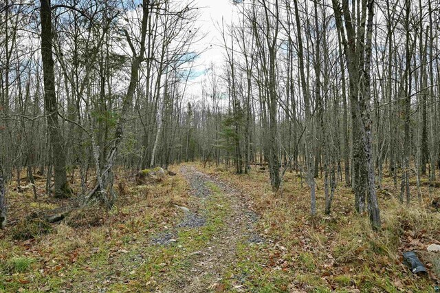 11242 S Pierce Rd, Solon Springs, WI 54873 - view of woods