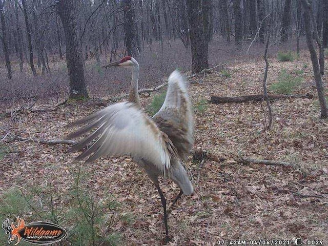 1122 Badger Ave, Nekoosa, WI 54457