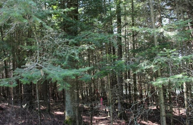 Forest Ln, Pickerel, WI 54465