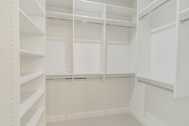 spacious closet featuring carpet floors