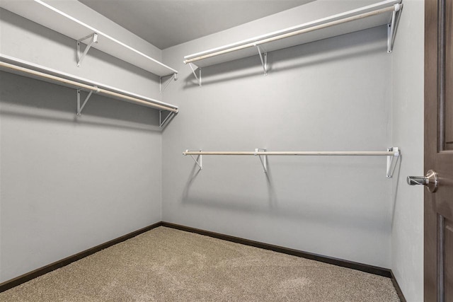 spacious closet featuring carpet floors