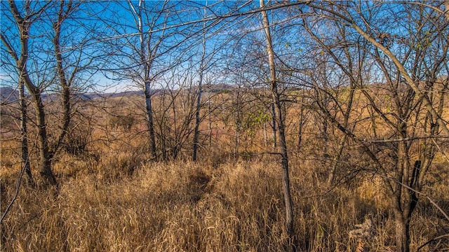 view of local wilderness