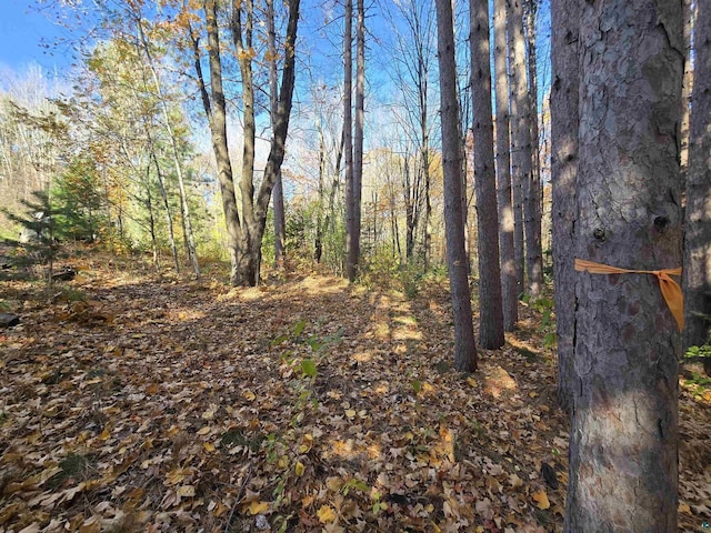 view of local wilderness