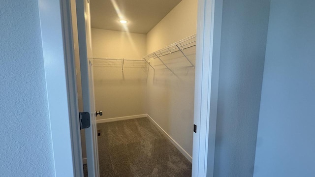 walk in closet featuring carpet floors