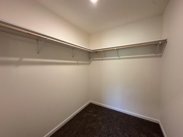 spacious closet featuring carpet