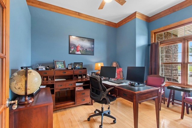 office area with ceiling fan, crown molding, and light hardwood / wood-style flooring