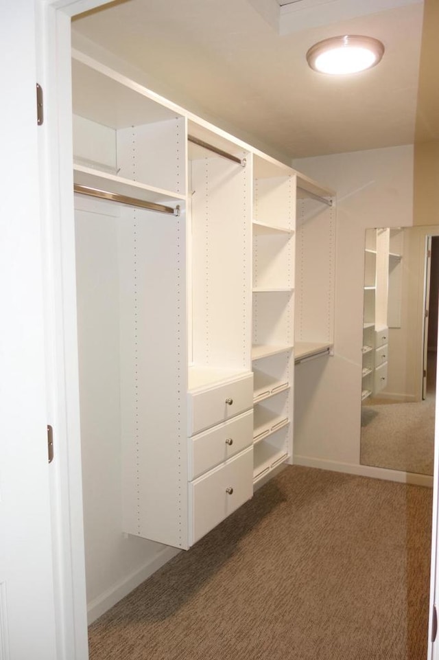 spacious closet featuring carpet flooring