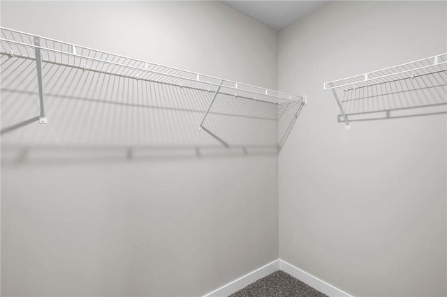 walk in closet featuring carpet floors