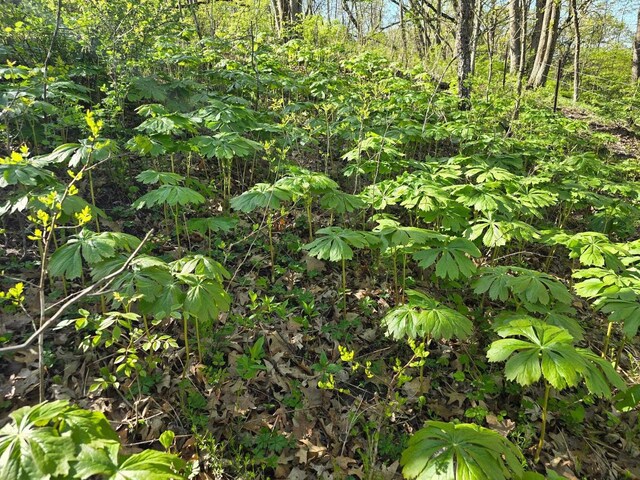 TBD10ACRES Old Country Ln, Prairie Du Chien, WI 53821