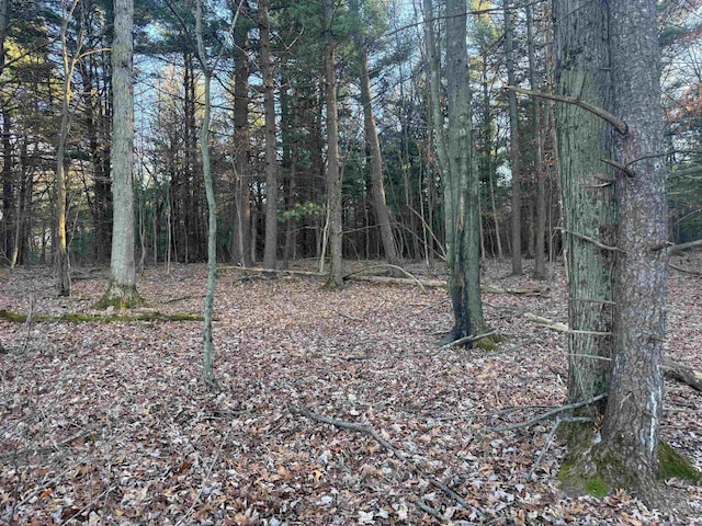 view of local wilderness