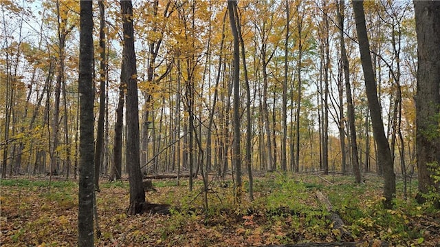 view of local wilderness