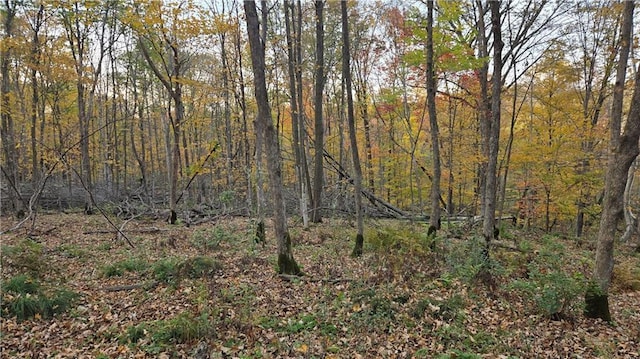 view of local wilderness