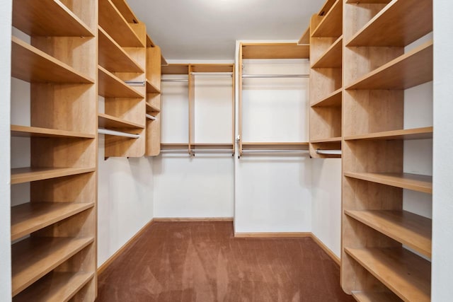 spacious closet featuring carpet