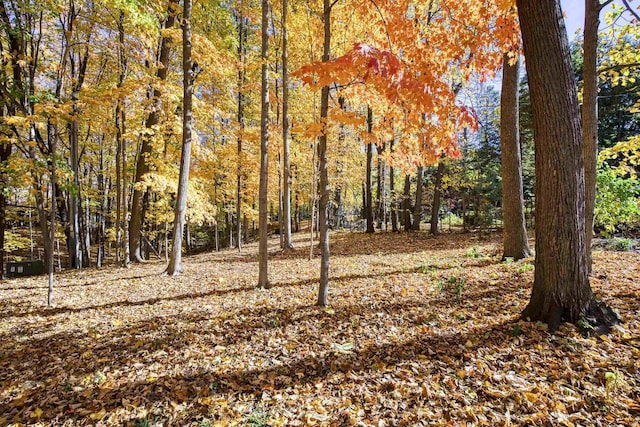 view of local wilderness