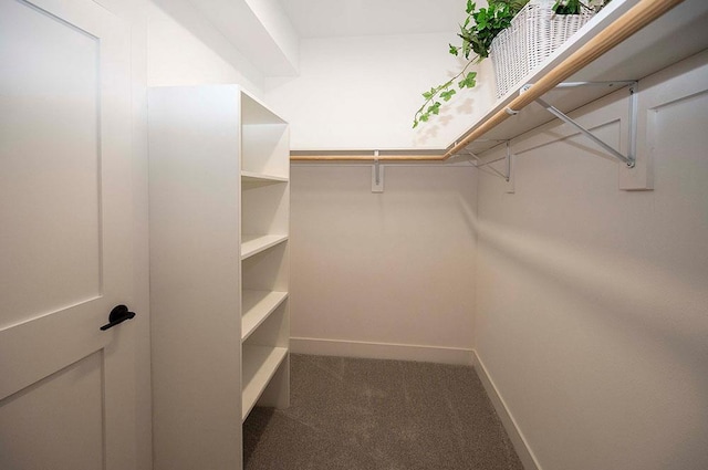 walk in closet featuring carpet floors