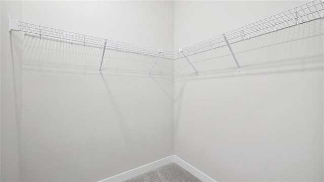 spacious closet featuring carpet flooring