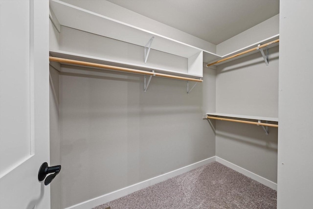 walk in closet with carpet floors