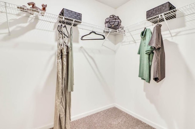 spacious closet featuring carpet