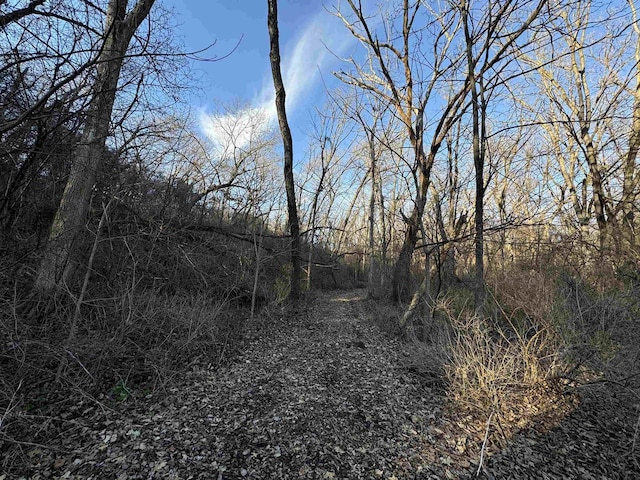 view of local wilderness