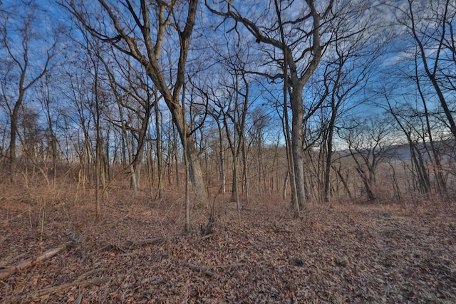 view of local wilderness