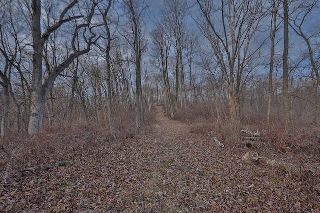 view of local wilderness