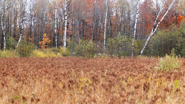 view of local wilderness