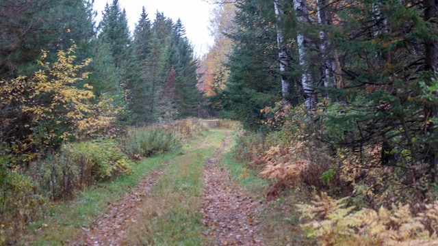 view of local wilderness