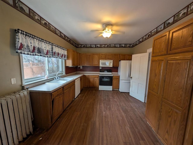 kitchen with white appliances, radiator, sink, ceiling fan, and dark hardwood / wood-style floors