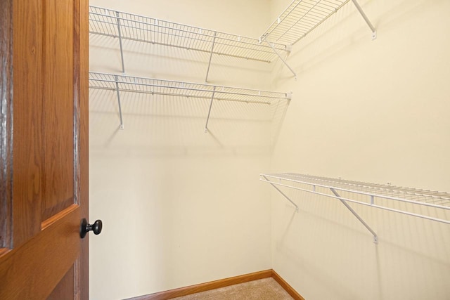 spacious closet featuring carpet