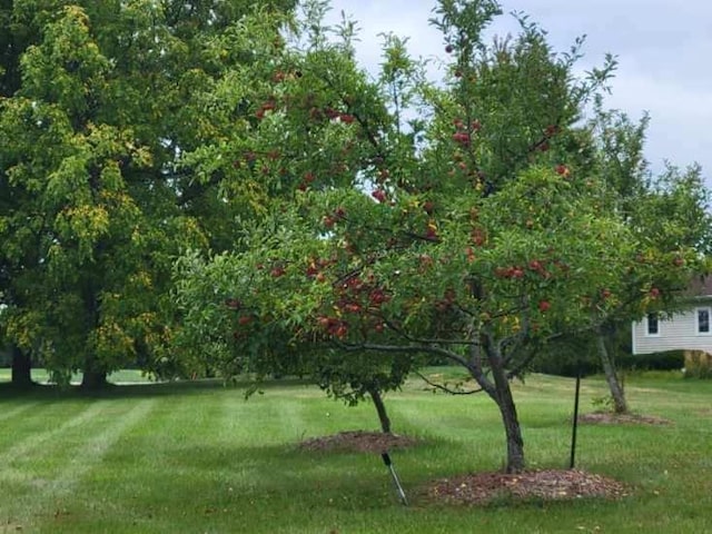 exterior space with a lawn