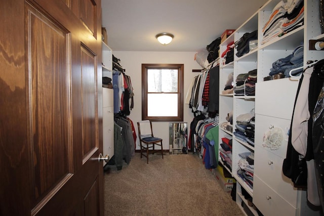 walk in closet with carpet