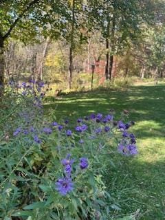 E4725 Riverside Dr, Spring Green, WI 53588 - view of grassy yard