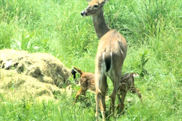 view of nature