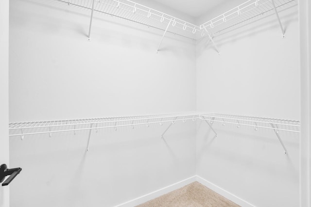 walk in closet with carpet flooring